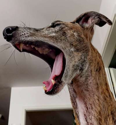 TierschutzhundeStammtisch🐕-Beitrag-Bild