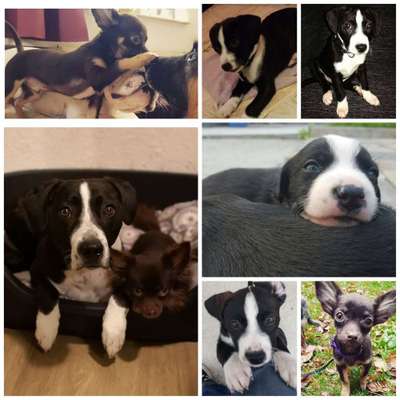 Welpen Bilder !-Beitrag-Bild