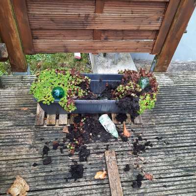 Zeig mir, dass du mit einem hund zusammenlebst....-Beitrag-Bild