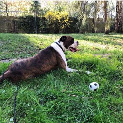 Deutsche Boxer-Beitrag-Bild