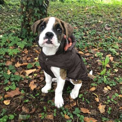 Deutsche Boxer-Beitrag-Bild