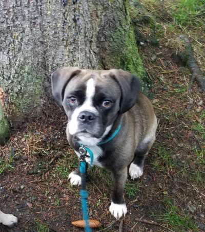 Mischlinge raten - Rätselspaß-Beitrag-Bild