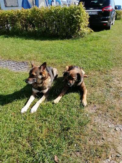 Mehrere Hunde zuhause !-Beitrag-Bild