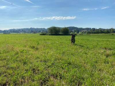 Hundeauslaufgebiet-Hainhofen-Ottmarshausen-Bild