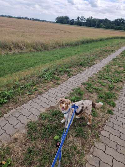 Hundetreffen-Gassi und Spielen-Bild