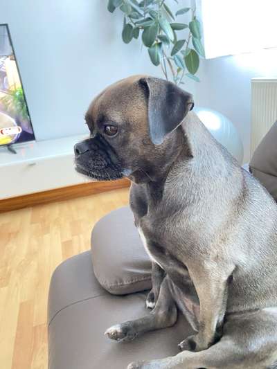 Wie kamst du zu deinem Hund?-Beitrag-Bild