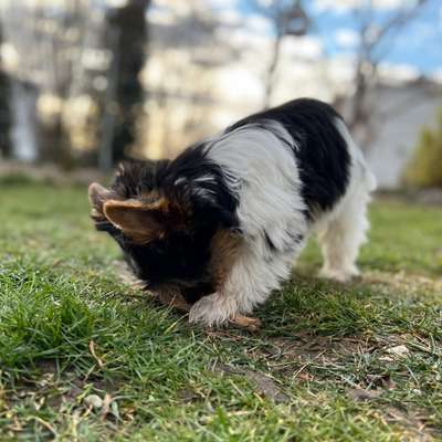 Hundetreffen-Junghundtreffen - spielen und sozialisieren-Bild