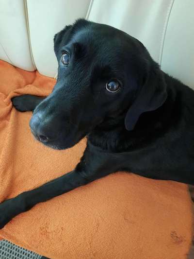 Wo sind meine Labrador Freunde-Beitrag-Bild