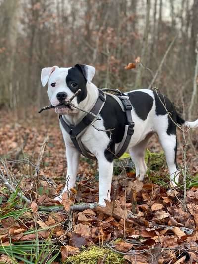 Hundetreffen-Social Walk Durlach-Bild