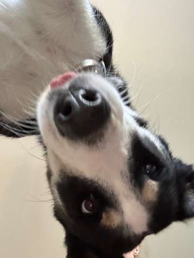 Hundetreffen-Elodie sucht Hundefreunde-Bild