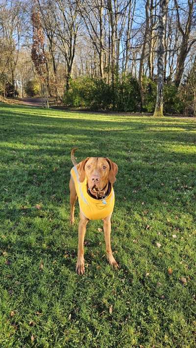 Hundetreffen-Spieldate-Bild