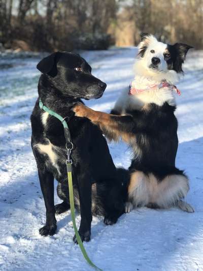 Hundetreffen-Hunde Spieletreff-Bild