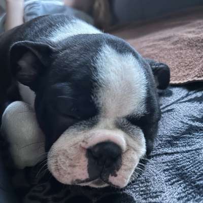 Hundetreffen-Boston Terrier treffen-Profilbild