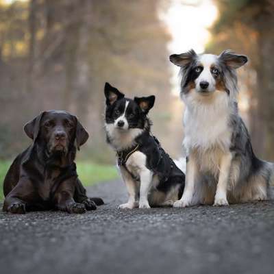 Hundetreffen-Gassi gehen/ Social Walk-Bild