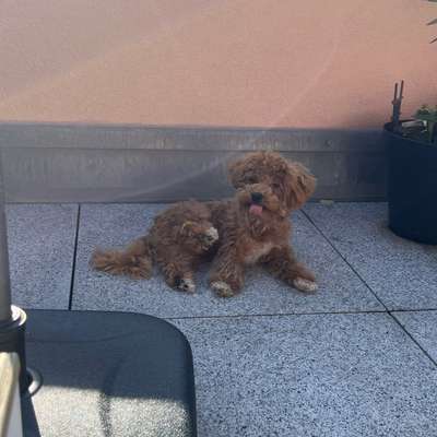 Hundetreffen-🐾 Spielbuddies & Urlaubs-Unterstützung auf Gegenseitigkeit gesucht! 🐾-Bild