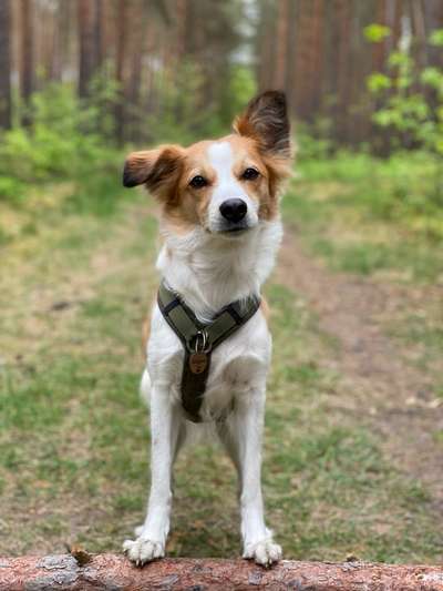 Kromfohrländer-Beitrag-Bild