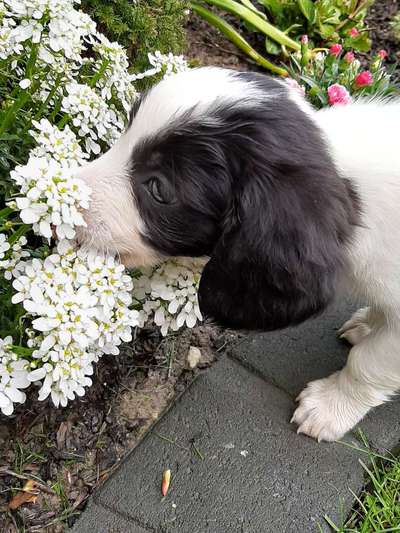 Hundetreffen-Suchen kleinen Spielfreund für Malou-Bild