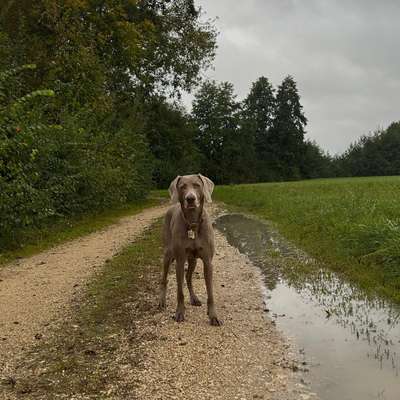 Hundetreffen-Gassirunde-Bild