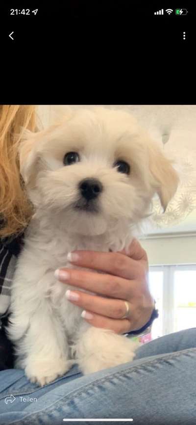 Havaneser dabei?:)-Beitrag-Bild