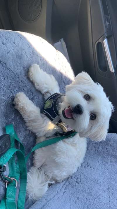 Havaneser dabei?:)-Beitrag-Bild