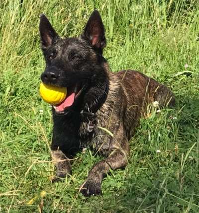 Unsere Fellnasen im Regenbogenland-Beitrag-Bild