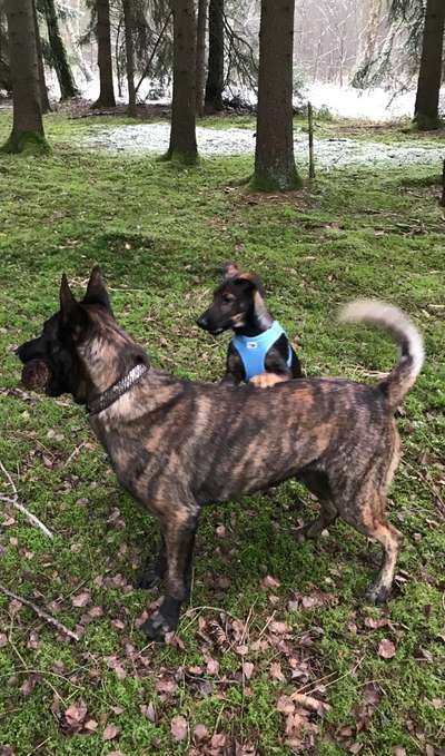 Unsere Fellnasen im Regenbogenland-Beitrag-Bild