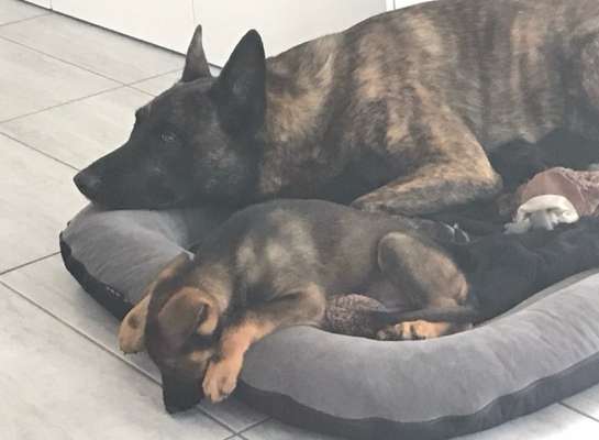 Welpen Bilder !-Beitrag-Bild