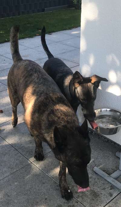 Unsere Fellnasen im Regenbogenland-Beitrag-Bild