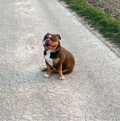 Hundetreffen-Gassi Laufen