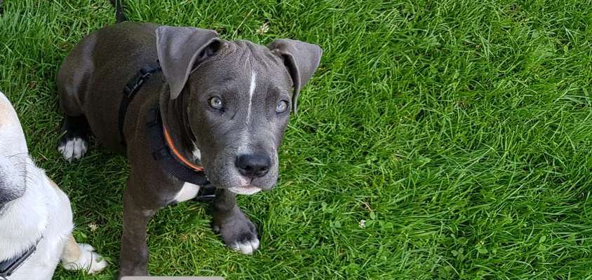 Welpen Bilder !-Beitrag-Bild