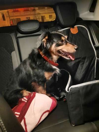 Hund gefunden Berlin Friedrichshagen!!!-Beitrag-Bild