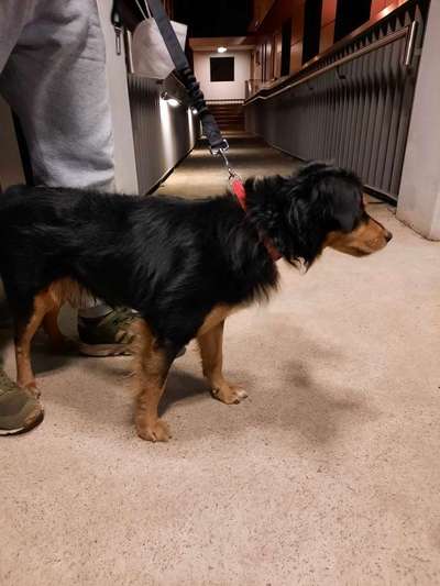 Hund gefunden Berlin Friedrichshagen!!!-Beitrag-Bild