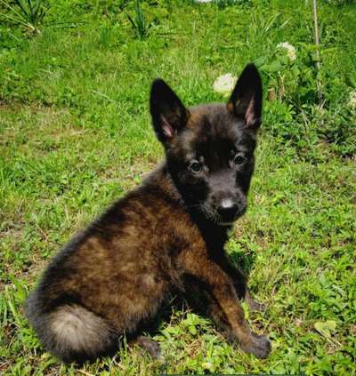 Welpen Bilder !-Beitrag-Bild