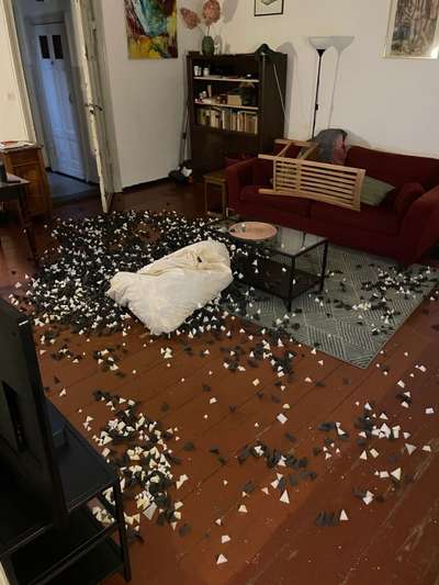 Junghund verhält sich auf ein Mal rüpelhaft-Beitrag-Bild