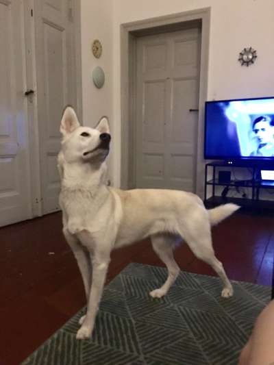 Nordische Hunde-Beitrag-Bild