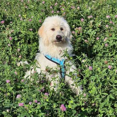 Hundetreffen-Hundetreff am Kumma-Profilbild