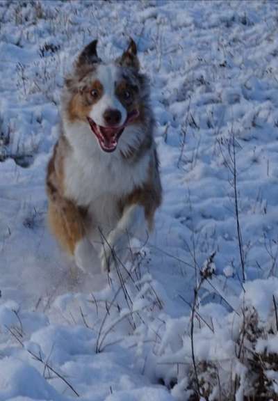 Schneehund-Beitrag-Bild