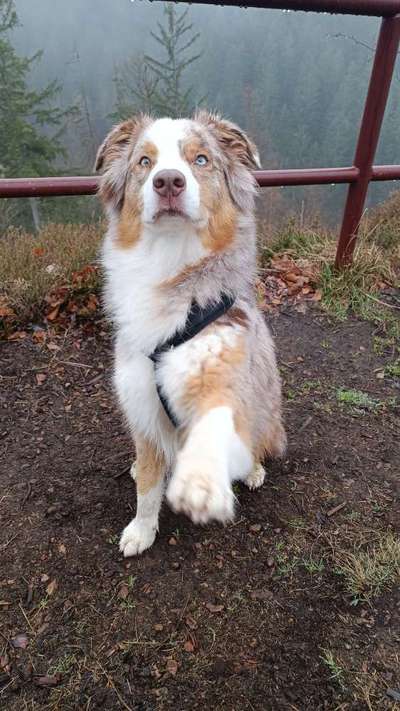 Aussies-Beitrag-Bild