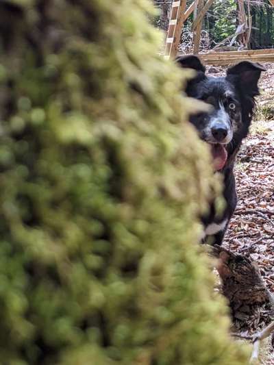 Hundetreffen-Social Walk  & gemeinsames Training-Bild