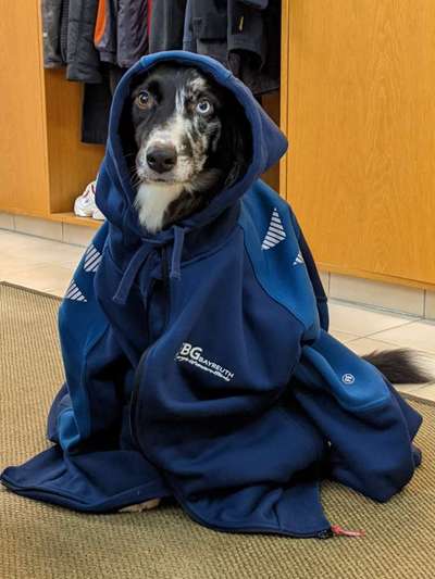 33. Handy Foto Challenge - Verkleidung deines Hundes-Beitrag-Bild