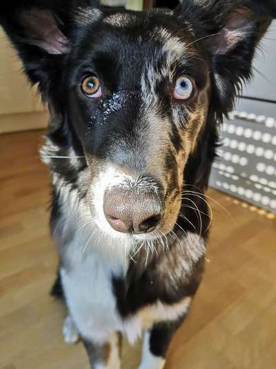 Dackelblick-Beitrag-Bild