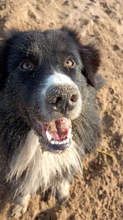 Hundetreffen-Socialwalk&Spielkontakt-Bild