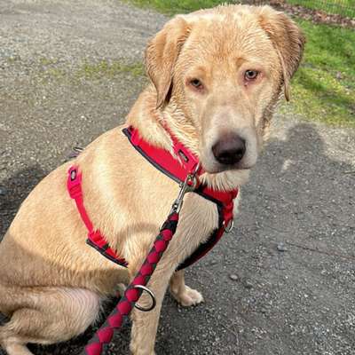 Hundetreffen-Skylar sucht Gassikumpels, Mama sucht Freundinnen mit Baby-Bild