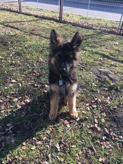 Schäferhund-Beitrag-Bild