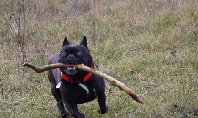 Zeige das lustigste Bild eures Hundis-Beitrag-Bild