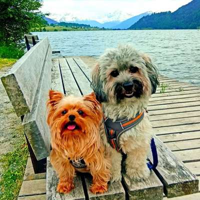Hundetreffen-Hundetreffen- gemeinsame Spaziergänge & Spielrunden-Bild