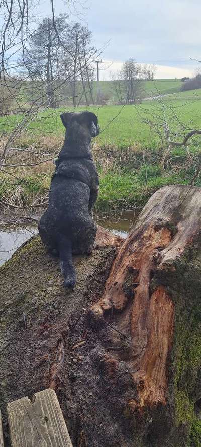 Hundetreffen-Neue Freunde Für Louis-Bild