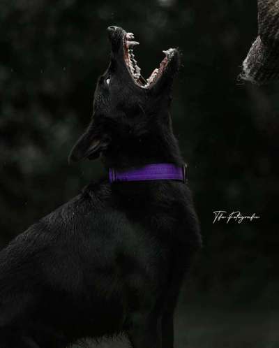 IGP- Fährten, Unterordnung, Schutzdienst-Beitrag-Bild