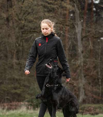 IGP- Fährten, Unterordnung, Schutzdienst-Beitrag-Bild