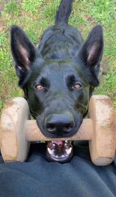 IGP- Fährten, Unterordnung, Schutzdienst-Beitrag-Bild